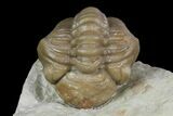 Bargain, Fossil Trilobite (Paciphacops) - Oklahoma #136962-3
